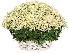 Цветочная композиция из Ромашки в корзине #REPLACE_PRED# Аркадаке